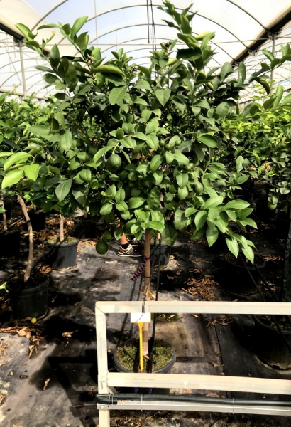 Tahiti-Limette - Persische Limette - Citrus latifoliia - Cocktaillimette -160cm extra